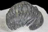 Bargain, Pedinopariops Trilobite - Mrakib, Morocco #137689-2